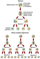 Diagram of meiosis showing chromosome reduction and genetic variation