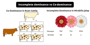 Comparison of incomplete dominance and codominance