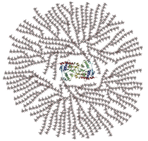 Glycogen structure
