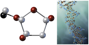 Deoxyribose and DNA structure