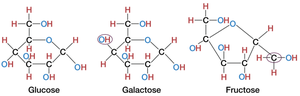 Structures of glucose, galactose, and fructose