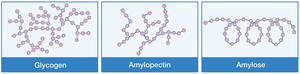 Structures of plant starches and glycogen
