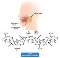 Salivary glands and carbohydrate digestion