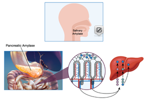 Carbohydrate digestion and absorption