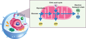 Cellular respiration
