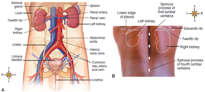 Anatomical location of the kidneys in the human body