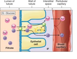 Diagram showing glucose reabsorption in the nephron