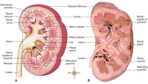 Anatomical structure of the kidney, including cortex, medulla, pyramids, and calyces