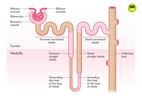 Diagram of the nephron showing the renal corpuscle, PCT, loop of Henle, DCT, and collecting duct