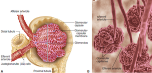Structure of the renal corpuscle, including glomerulus and Bowman capsule