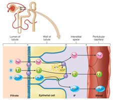 Diagram showing reabsorption of ions and water in the nephron