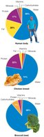 Pie charts showing nutrient composition of human body, chicken breast, and broccoli