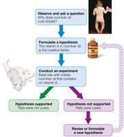 Scientific method flowchart in nutrition research