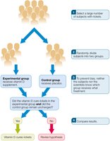 Controlled scientific experiment flowchart