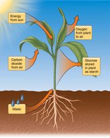 Photosynthesis in plants: energy from sun, carbon dioxide, water, oxygen, glucose stored as starch