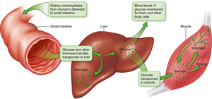Absorption and transport of glucose