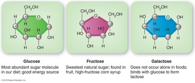 Visual comparison of starch, glycogen, and fiber