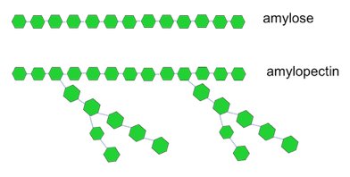 Amylose and amylopectin structure comparison