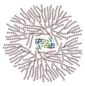 Highly branched glycogen structure