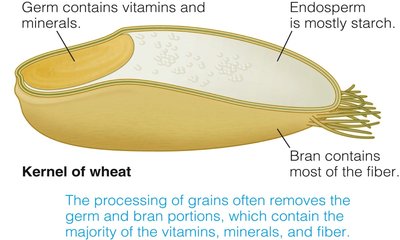 Kernel of wheat showing bran, germ, and endosperm