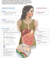 Digestive system overview with focus on lipid digestion
