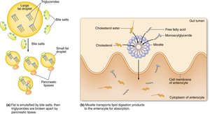 Micelle formation and lipid digestion in the small intestine
