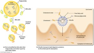 Micelle structure and function in lipid absorption