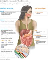 Lipid absorption in the small intestine