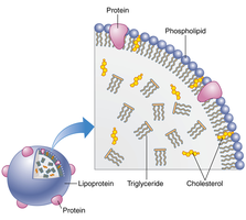 Lipoprotein structure and composition