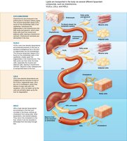 Blood lipid transport and metabolism