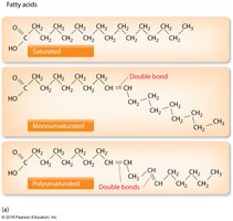 Fatty acid structures: saturated, monounsaturated, polyunsaturated