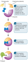 How B vitamins function as coenzymes