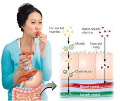Absorption of fat-soluble and water-soluble vitamins