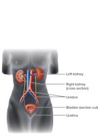 Diagram of the urinary system showing kidneys, ureters, bladder, and urethra