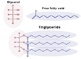 Structure of glycerol, free fatty acid, and triglyceride