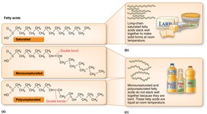 Comparison of saturated, monounsaturated, and polyunsaturated fatty acids