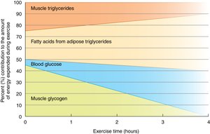 Fat is used for energy during exercise