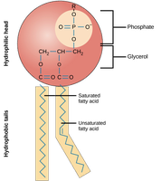Phospholipid structure with hydrophilic head and hydrophobic tails