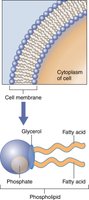 Phospholipid bilayer in cell membrane