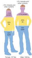 Body composition showing water, fat, protein, and minerals in males and females
