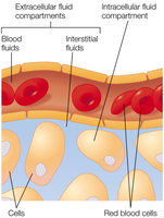 Diagram of intracellular and extracellular fluid compartments