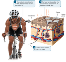 Water helps regulate body temperature during exercise