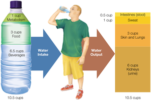 Diagram showing water intake and output in the body