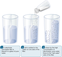 Demonstration of osmosis with salt and water