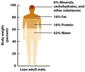Body composition of a lean adult male showing percentages of water, protein, fat, and minerals/carbohydrates