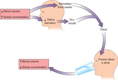 Diagram of thirst mechanism