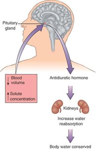 Diagram of antidiuretic hormone (ADH) action on kidneys