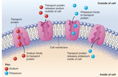 Diagram of sodium-potassium pump in cell membrane