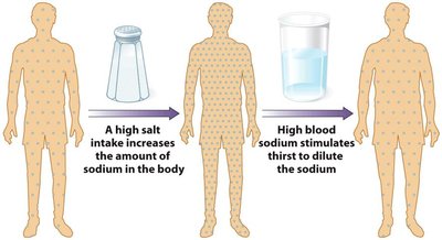 Pie chart showing sources of sodium in the Canadian diet