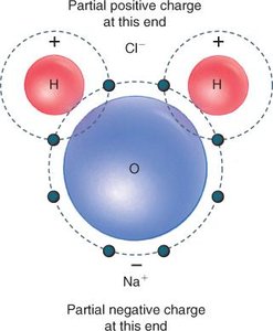 Water molecule showing partial charges and interaction with Na+ and Cl- ions